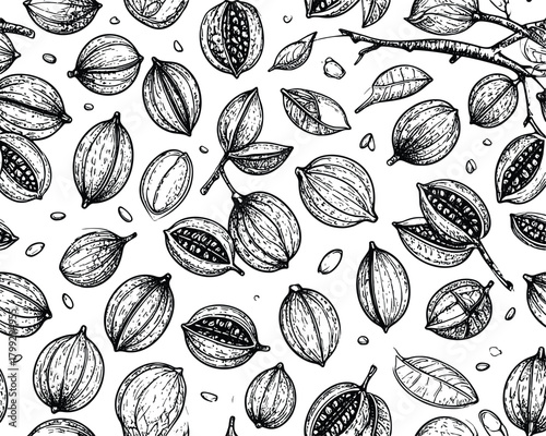 Cocoa Plant Line Art