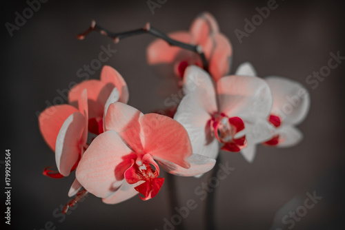 Close-up of beautiful and romantic orchid flowers