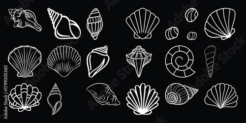 A Collection of White Line Art Seashells on a Black Background