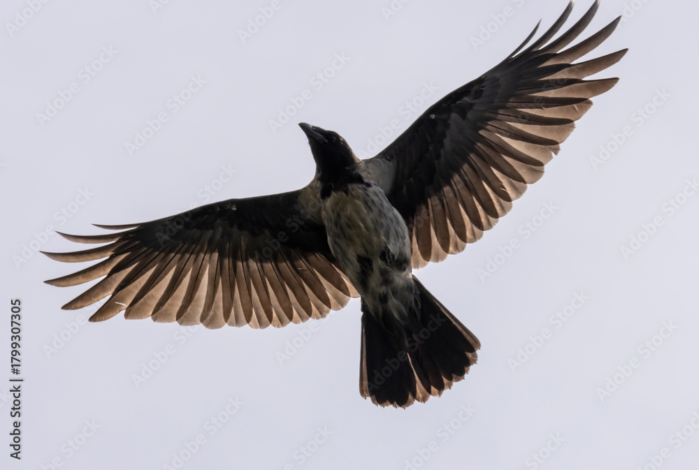 Obraz premium a black crow with outstretched wings in flight 