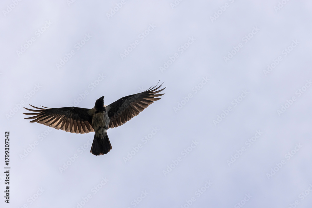 Fototapeta premium a black crow with outstretched wings in flight 