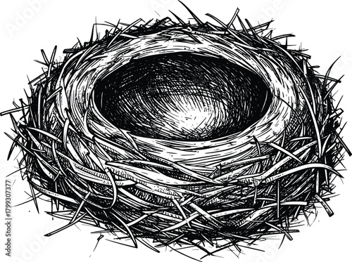 Illustration of a bird's nest