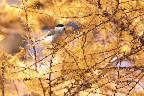 紅葉したカラマツの枝に止まったコガラ