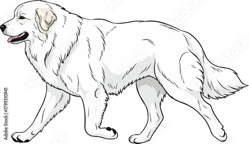 Great Pyrenees dog walking trotting side profile vector illustration