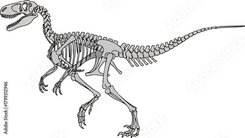 Dinosaur Skeleton Ancient Fossil Remains of a Prehistoric Predator