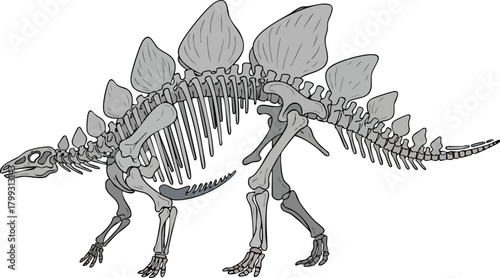 Stegosaurus Fossil A Detailed Illustration of Dinosaur Anatomy