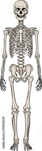 Anatomical Illustration Detailed Human Skeleton for Educational Use