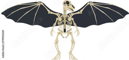 Bat Skeleton Anatomy of Flight