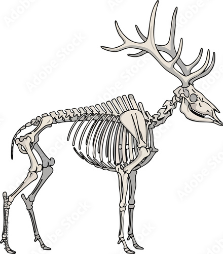 Detailed Deer Skeleton Illustration with Anatomical Accuracy