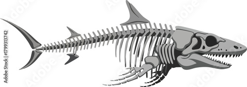 Shark Skeleton Anatomy An Illustration of Marine Life Bone Structure