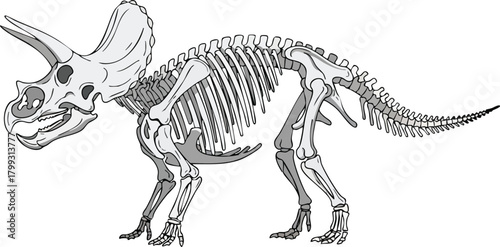 Triceratops Skeleton Illustration Prehistoric Anatomy