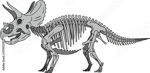Triceratops Skeleton Illustration A Prehistoric Paleontological Exhibit