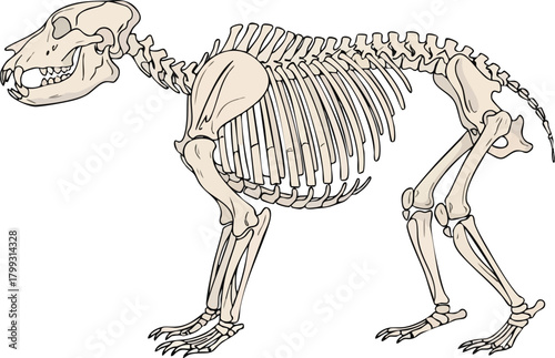 Anatomical Illustration of a Dog Skeleton for Educational Purposes