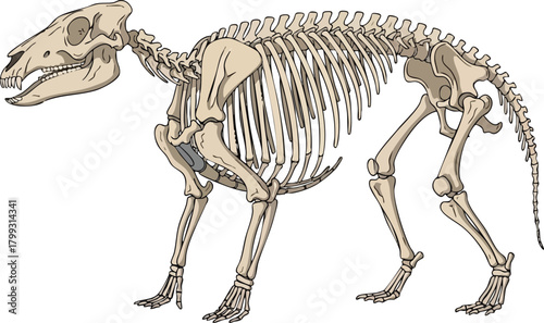 Detailed Illustration of a Prehistoric Animal Skeleton
