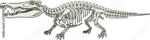Dinosaur Skeleton Illustration Prehistoric Fossil Remains
