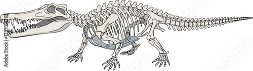 Skeletal Structure Unveiling the Anatomy of an Ancient Reptile