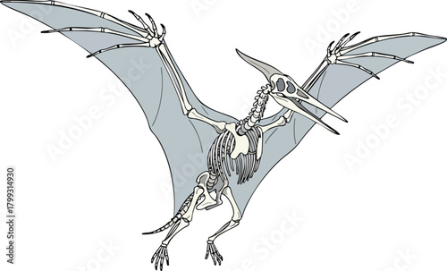 Pterodactyl Skeleton Illustration Prehistoric Reptile Anatomy