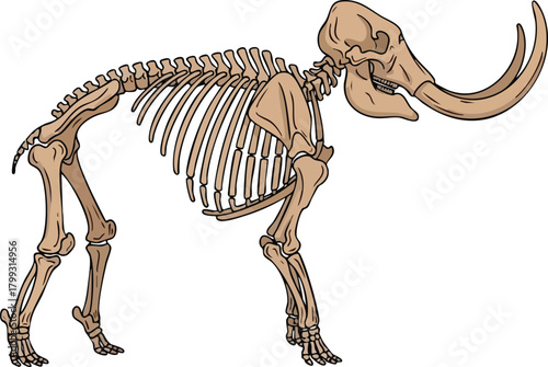 Mammoth Skeleton Illustration Prehistoric Animal Anatomy