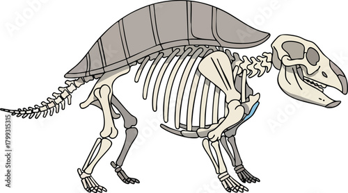 Glyptodon Skeleton Illustration Prehistoric Mammal Anatomy