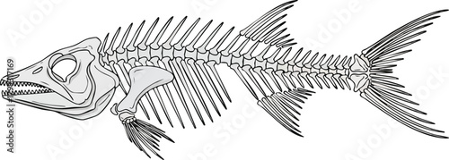 Fish Skeleton Illustration Anatomy and Structure