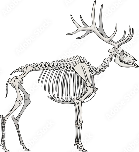 Detailed Illustration of a Deer Skeleton with Antlers on White Background
