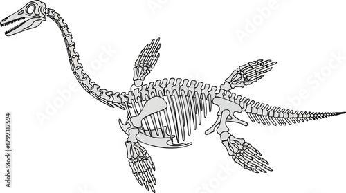 Ancient aquatic reptile skeleton Plesiosaur anatomy illustration