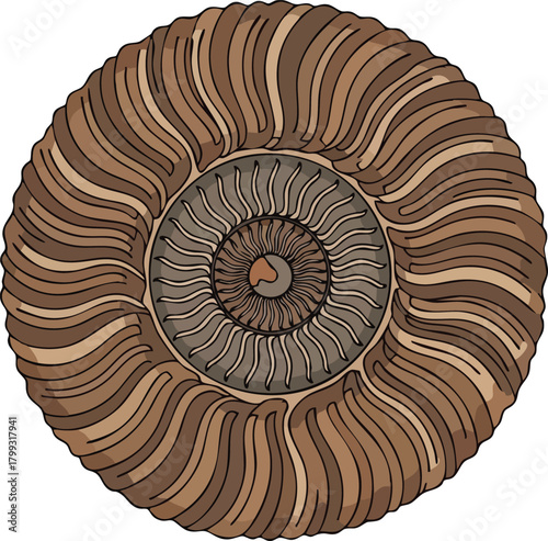 Ancient Fossilized Ammonite Shell Cross-Section Illustration
