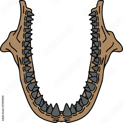 Open Jaws A Graphic Illustration of a Reptilian Mandible