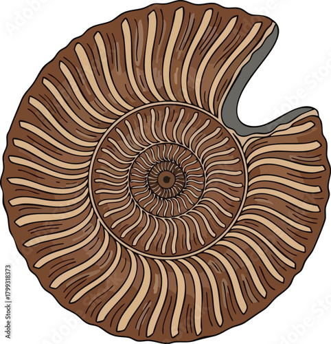 Abstract Brown Nautilus Shell Illustration