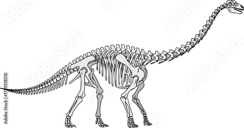 Dinosaur Skeleton Anatomy A Detailed Anatomical Illustration