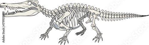 Ancient Reptile Skeleton A Detailed Anatomical Illustration