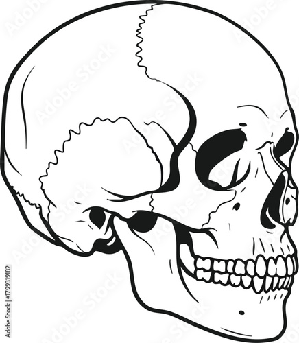 Anatomical Skull Illustration Detailed Human Skeleton Art
