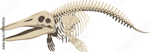 Ancient Ocean Predator Ichthyosaur Skeleton Illustration