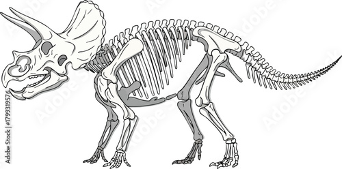 Triceratops Skeleton Illustration Ancient Fossil Anatomy