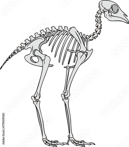 Skeleton of a Bird Anatomy and Structure Illustration