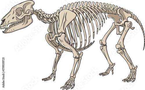 Fossilized Skeleton Ancient Mammal Illustration
