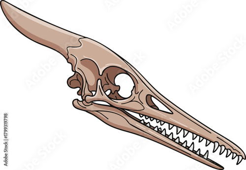 Pterodactyl Skull Anatomy Prehistoric Fossil Illustration