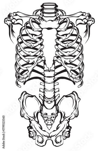 Illustration of a human torso skeleton with ribs and pelvis.