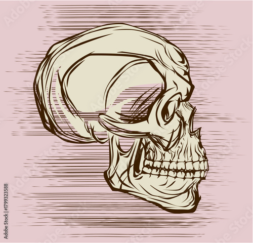 Artistic illustration of a human skull in profile, showcasing detailed bone structure and shading.