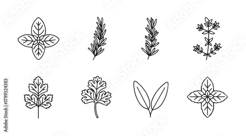 Collection of ornate botanical leaf and floral elements in a delicate silhouette