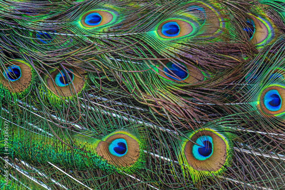 Obraz premium beautiful abstract colourful background of peacock tale feather texture close up
