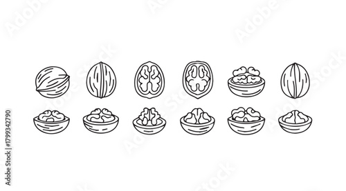 Collection of various nut silhouettes with detailed textures and cross sections