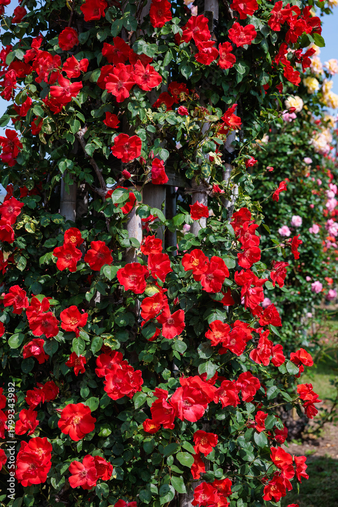 Obraz premium Beautiful vermilion roses blooming in a garden in Nagano.
