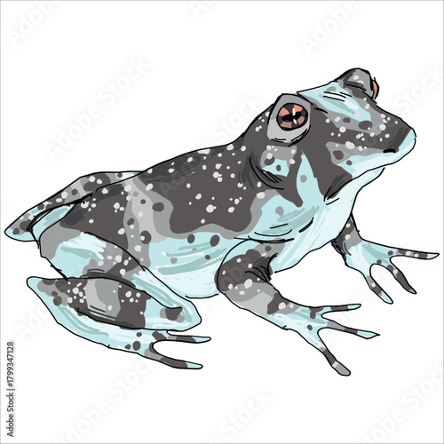 Amazon milk frog. Trachycephalus resinifictrix. Ashy-bluish frog. Colorful, vector illustration. Picturesque. Unique styling. Print on sketchbooks, stickers, postcards, cups, clothes, posters.