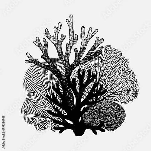 Intricate Black and White Coral Branch Silhouette A Detailed Underwater Illustration