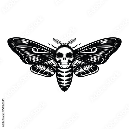 Skull moth illustration