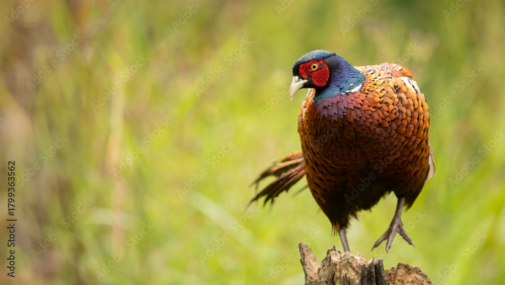 Naklejka premium A striking male common pheasant Phasianus colchicus stands in a blurred green meadow, displaying iridescent neck feathers, intricate brown wing patterns, and a bright red facial patch.