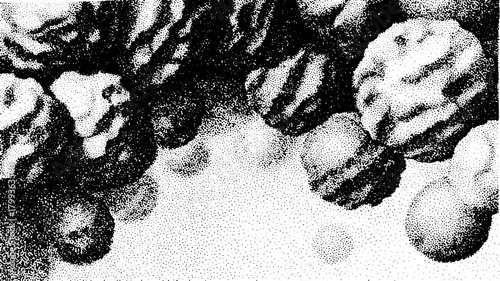 Collection of nuts, including walnuts. Brown textured shells on a white background featured in a vector illustration set.