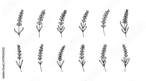 Collection of delicate hand drawn lavender stalks silhouette