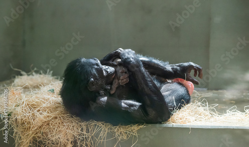 Fotografía Bonobo Mother Caring for Infant
